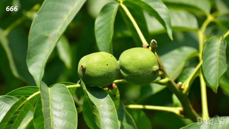 Диви орехи, снимка 1