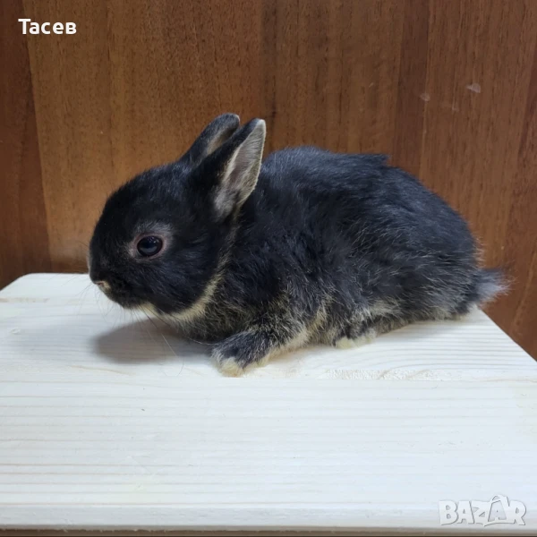 Декоративни мини зайчета, снимка 1