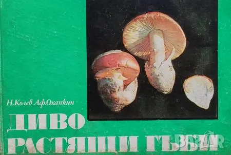 Диворастящи гъби, снимка 1