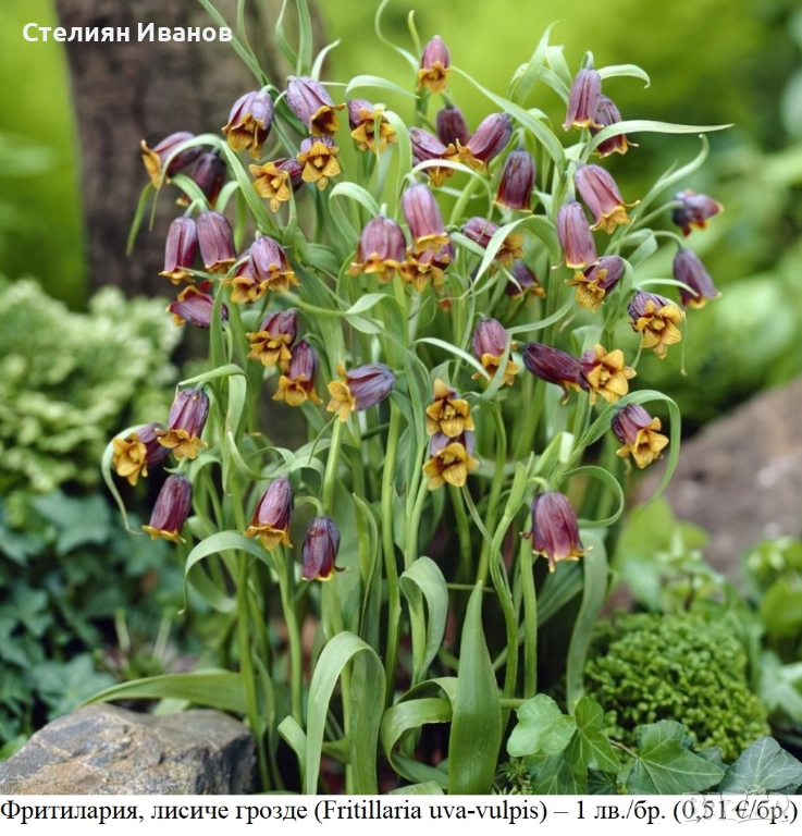 Фритилария, лисиче грозде (Fritillaria uva-vulpis) – луковици, снимка 1