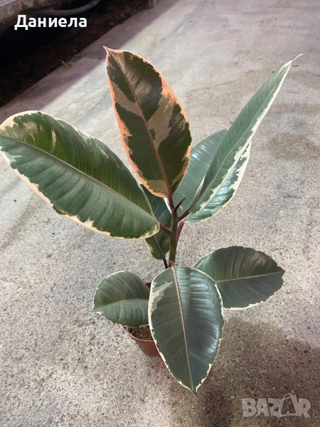 Фикус, снимка 1