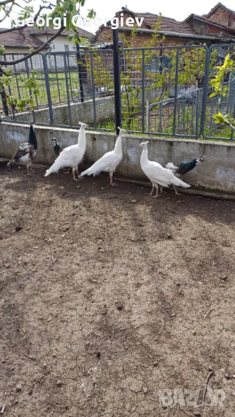 Пауни - Бял и Арлекин, снимка 1