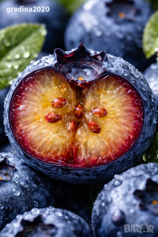 Боровинка - Разсад и замразен плод , снимка 1