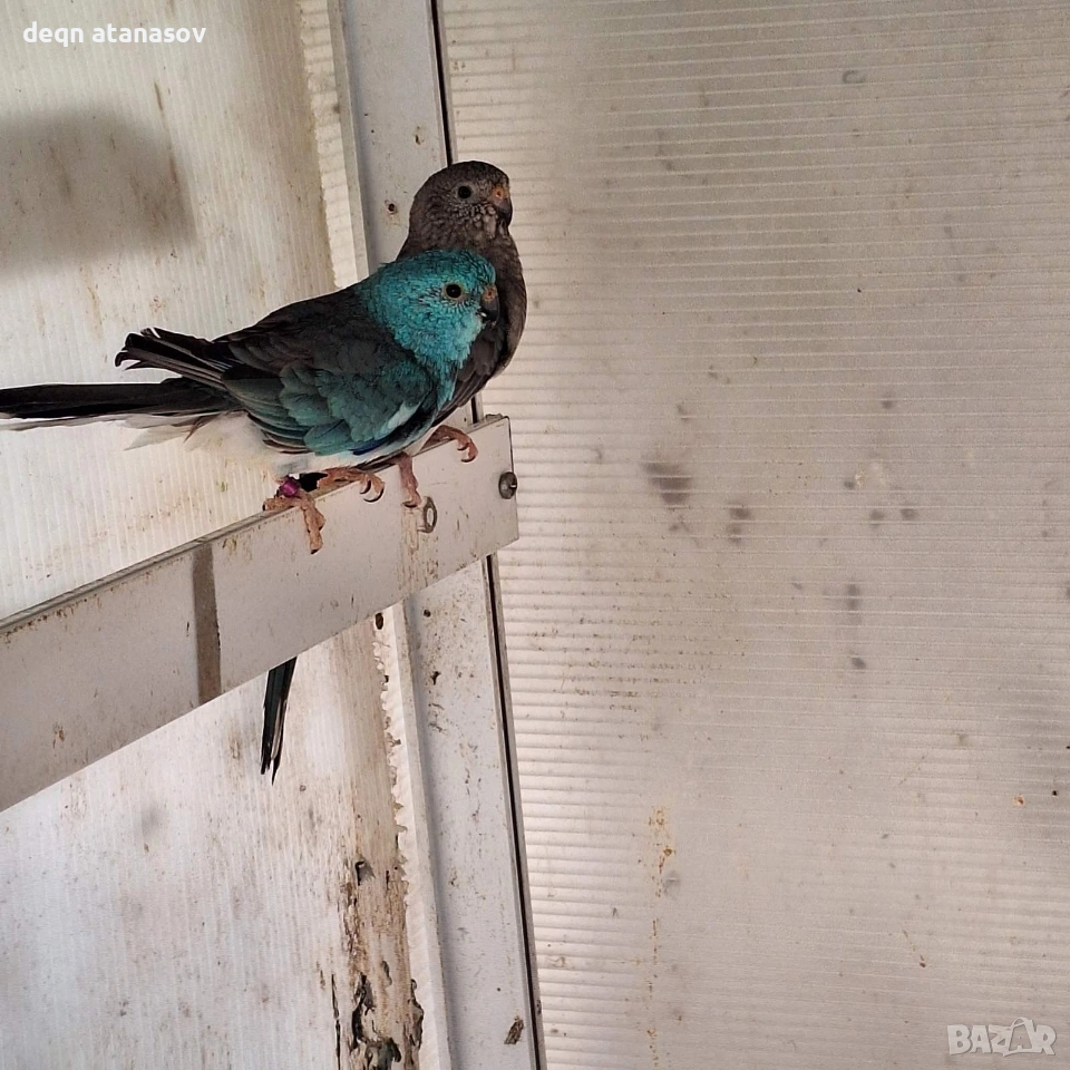 чифт пойни папагали БАРТЕР, снимка 1