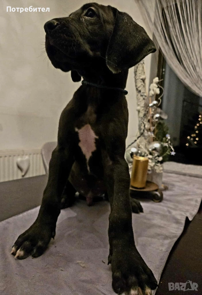 Немски дог, снимка 1