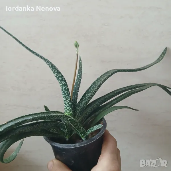 Гастерия, снимка 1