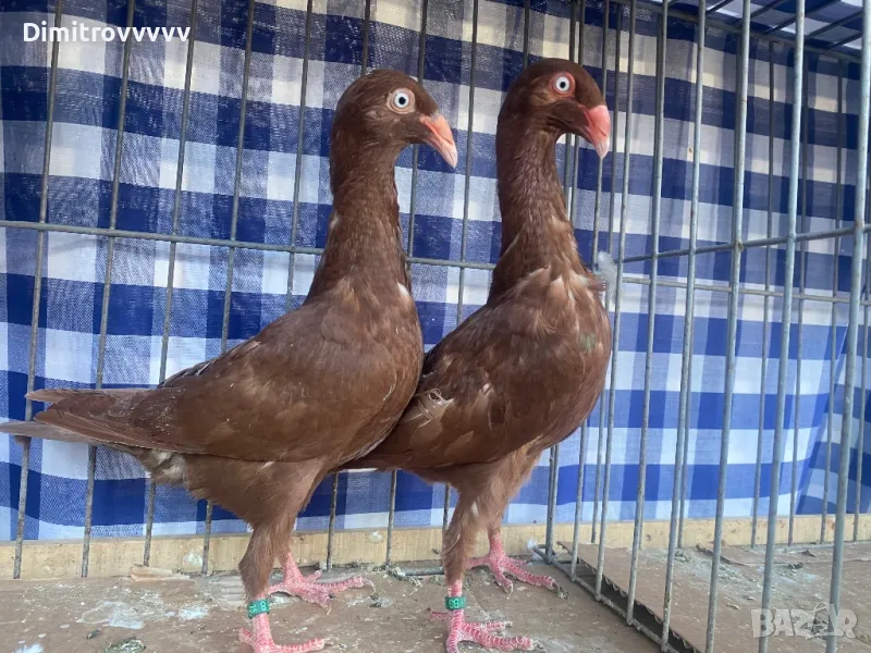 Продавам двойка датски, снимка 1