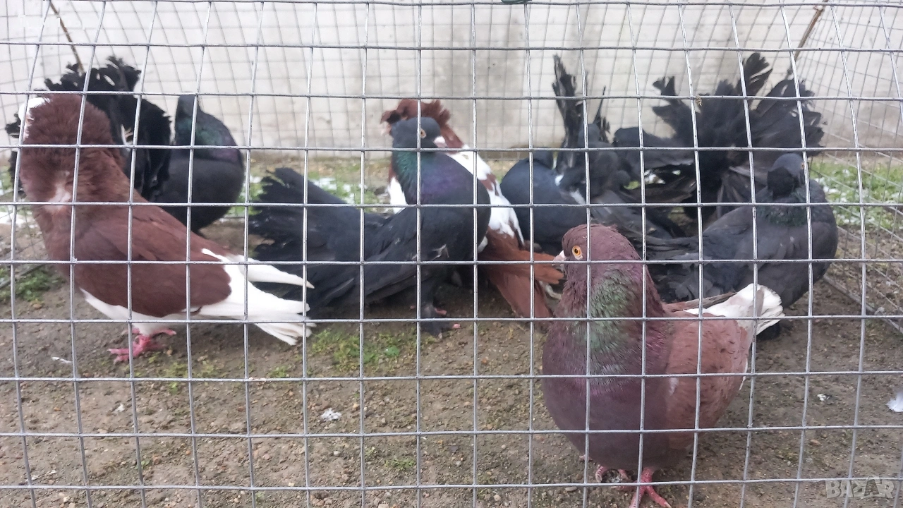 Продавам гълъбите от снимките , снимка 1