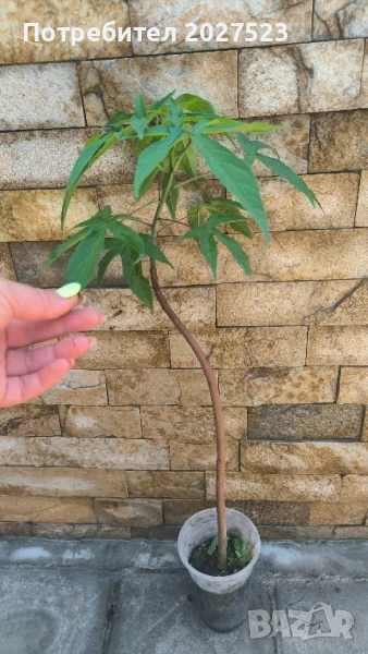 Хибискус Градинки хибискус Китайска роза, снимка 1