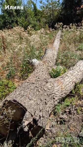 Орехово дърво 7 м + клони – с. Мерданя , снимка 1