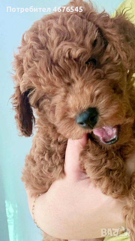 Той Пудел момче, снимка 1