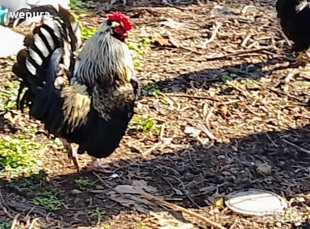 Продавам няколко декоративни петли за разплод или за красота японски кокошки и петли но, снимка 8 - Кокошки и пуйки - 39975503