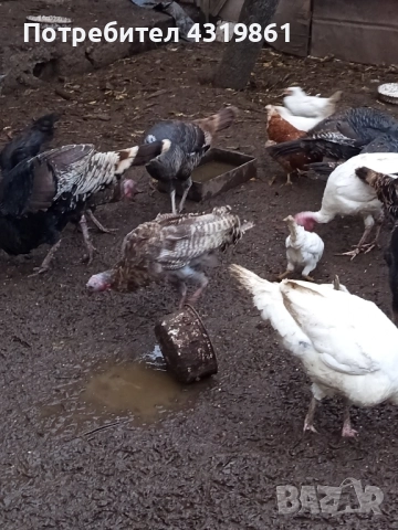 Птици за продан, снимка 6 - За птици - 52336276