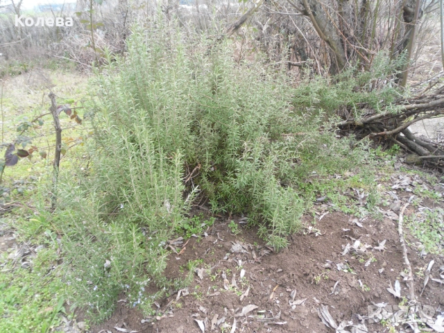 Подправка Розмарин