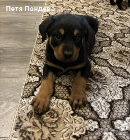 Продавам ротвайлети, снимка 2 - Ротвайлер - 52374366