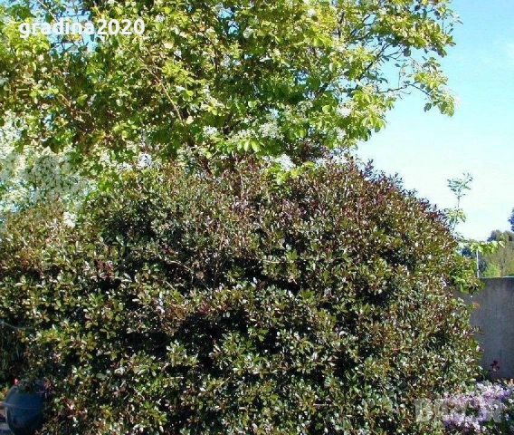 Османтус (Osmanthus purpureus), снимка 6 - Разсади - 53102836