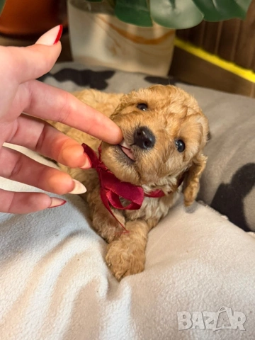 Пудел той , снимка 5 - Пудели - 53259017