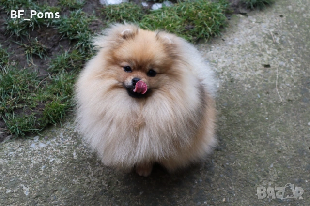 Миниатюрно момиченце померан с родословие FCI, снимка 13 - Померан - 50219721