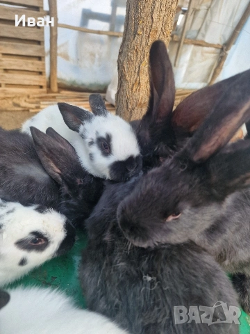 зайчета пеперуди на 2 месеца , снимка 2 - Други животни - 53385913