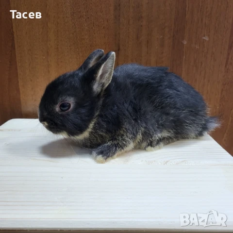 Декоративни мини зайчета, снимка 1