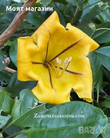 Соландрата - Solandra Maxima, снимка 4 - Градински цветя и растения - 53645875