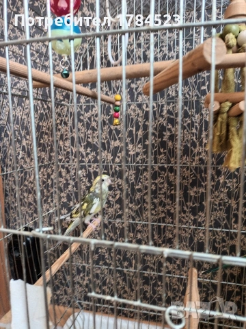 Младо пойно папагалче