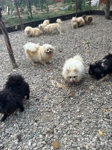 Померани, снимка 6 - Пудели - 51079149