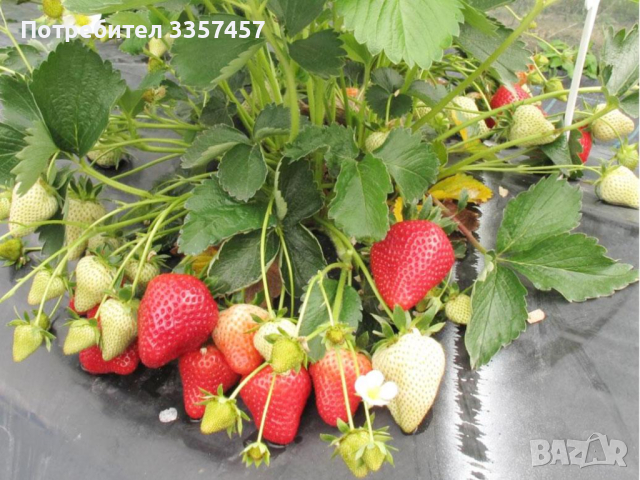 Prodavam korencheta celogodishni qgodi sort Monterei, снимка 9 - Разсади - 44673077