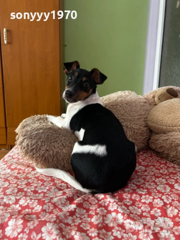 ДЖАК РЪСЕЛ 0201262022, снимка 10 - Джак ръсел териер - 52957926