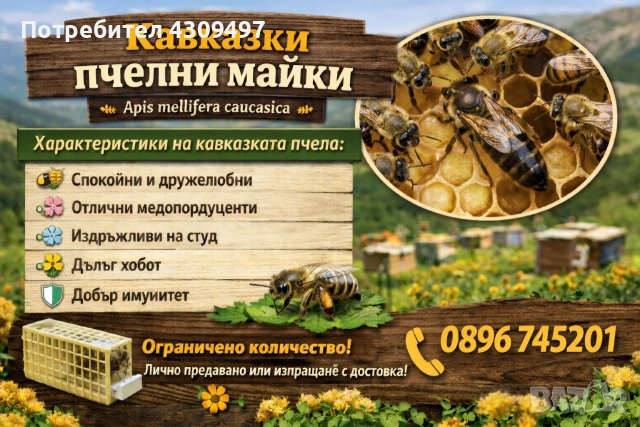 Пчелни майки Кавказки