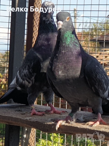 Пазарджишки високо летци. , снимка 5 - Гълъби - 52265511