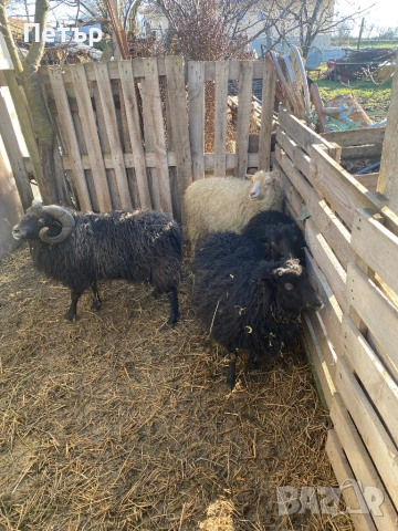 Продавам шутлански овце 