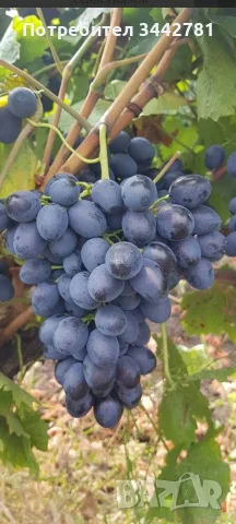  продавам грозде молдова , снимка 2 - Домашни продукти - 56021256