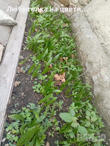 продавам палма трахикарпус Б- я студоустойчива 5 лв за бр и семена 50 бр- 10 лв, снимка 4 - Разсади - 41623948