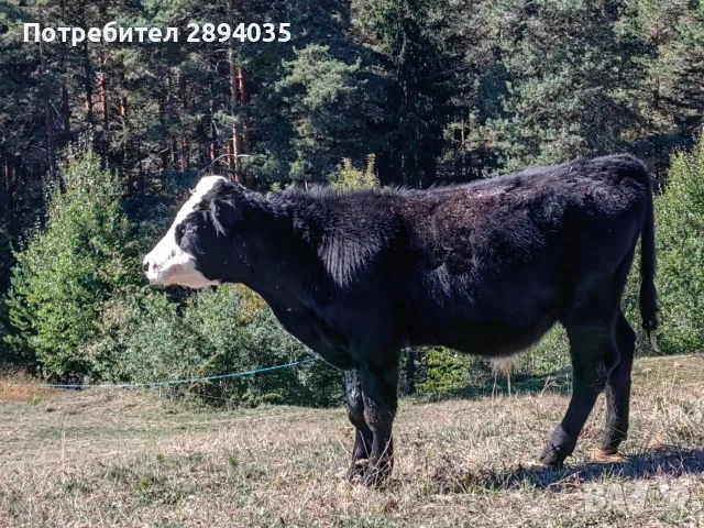 свободни телета за клане и гледане , снимка 7 - Крави - 56311515