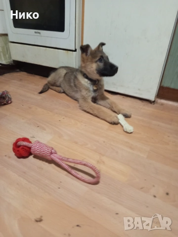 Женска немска овчарка, снимка 3 - Немска овчарка - 53155892