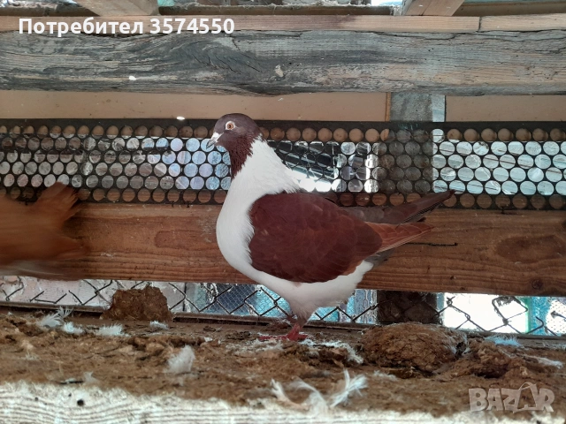 Продавам Щрасери