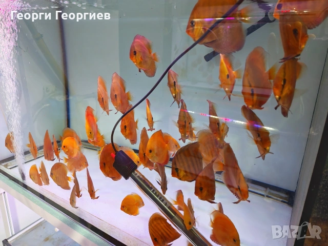 Дискуси, снимка 9 - Рибки - 51439805