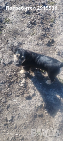 Подарявам кученце 