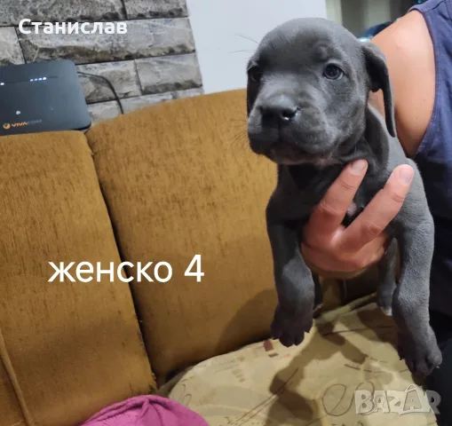 Кане Корсо кученца , снимка 9 - Кане корсо - 55892091