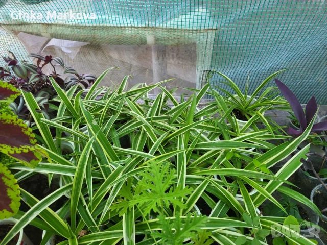 Хлорофитом - 1,50лв, снимка 2 - Стайни растения - 51914101