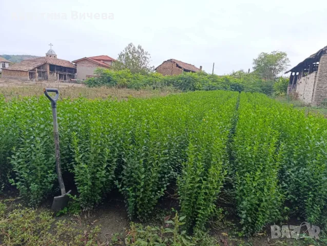 Лигуструм - Жив-плет (0.70)за 1бр., снимка 6 - Разсади - 38453452