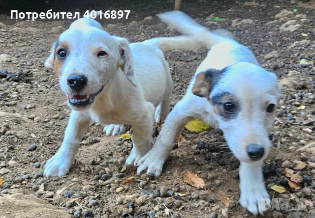 Продавам джак ръсел териер