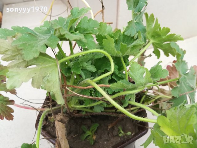 здравец в саксия с почва 2702241606, снимка 6 - Градински цветя и растения - 44495750