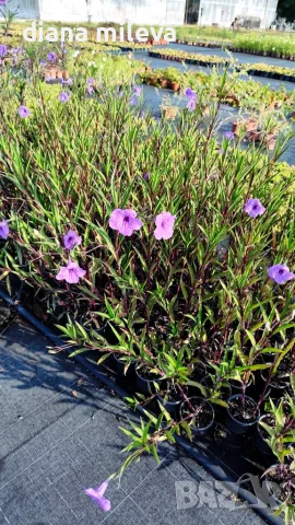 Руелия, Мексиканска петуния, Ruellia Purple Mexican Petunia!!!, снимка 8 - Градински цветя и растения - 54637157