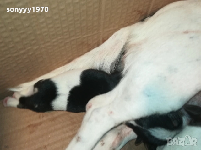 ДЖАК РЪСЕЛ-СЛАДКИ КУЧЕНЦА 2208251803, снимка 16 - Джак ръсел териер - 51456533