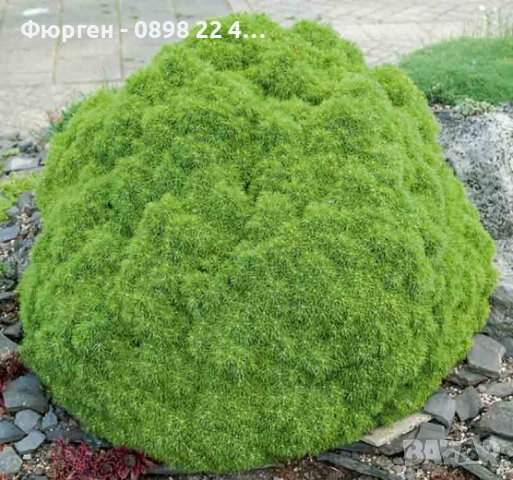 Смърч Алберта Глобе/ Picea glauca var. albertiana 'Alberta Globe', снимка 8 - Разсади - 40645664