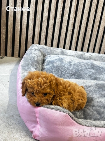 Мини Той Пудел / Mini Toy Poodle, снимка 3 - Пудели - 53305362