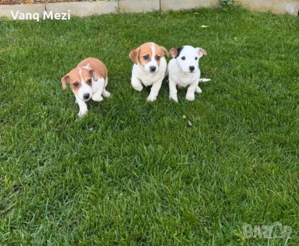 мини Джак Ръсели, снимка 8 - Джак ръсел териер - 52791913
