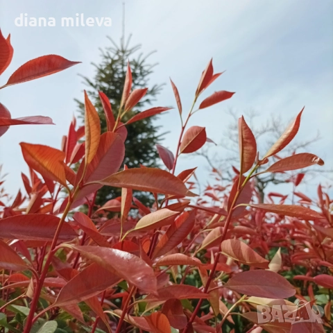 Фотиния Ред Робин, Photinia fr. Red Robin, снимка 5 - Градински цветя и растения - 49185099